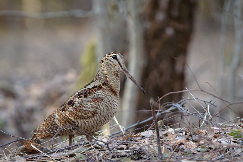 вальдшнеп, лес, фотоохота, птицы, животные, bird, wildlife,bird, nature Нежданный гость фото превью