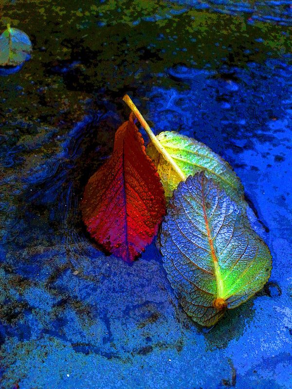 вода, листья, осень Утекающие краски. Осень.photo preview