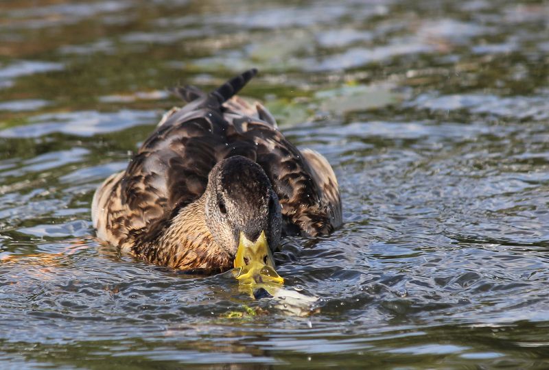 вода, утка, природа Джакузиphoto preview