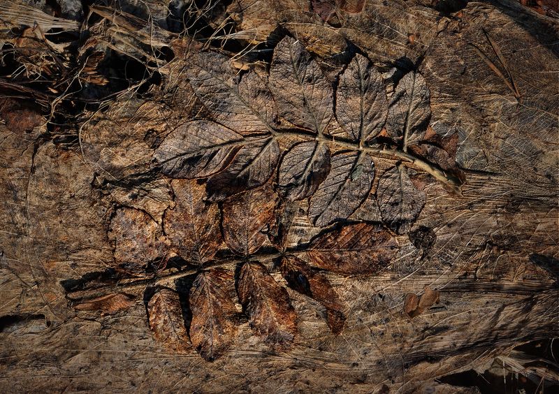 Пока не пробилась траваphoto preview