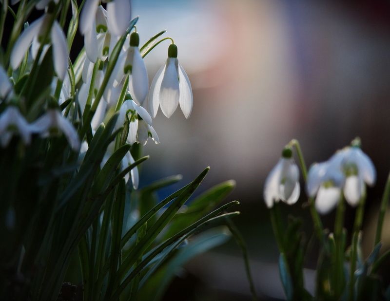 подснежникиphoto preview