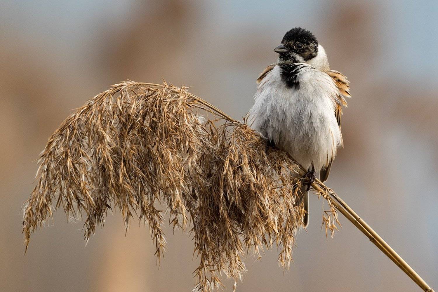 , Елена Давыдова