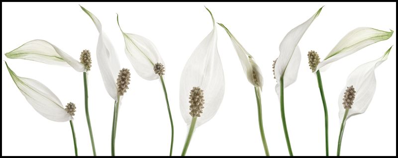 цветы,цветок,макро,растения,природа,бутоны,спатифиллум Спатифиллум или цветок женское счастьеphoto preview