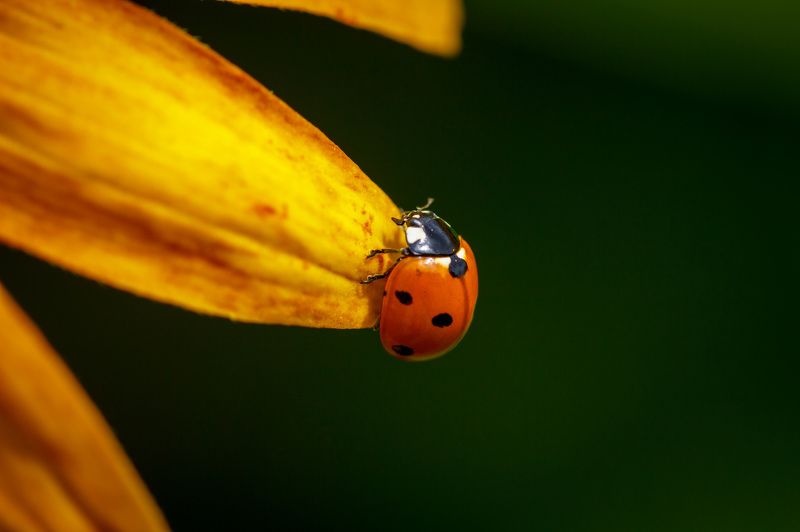 макро, жук, божья коровка, цветок На лучике солнцаphoto preview