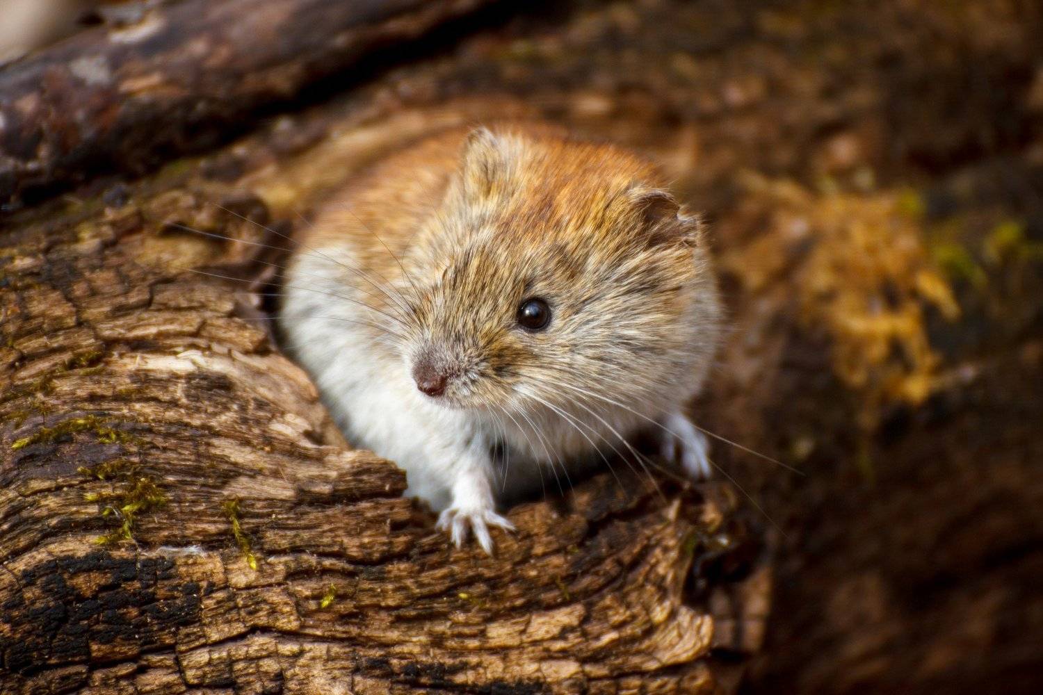 Кто здесь?. Автор: Efremenko Nikita мышь, полевка, животное, грызун, мышка, Efremenko Nikita