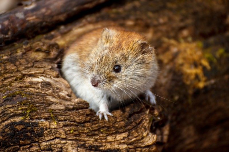 мышь, полевка, животное, грызун, мышка Кто здесь?photo preview