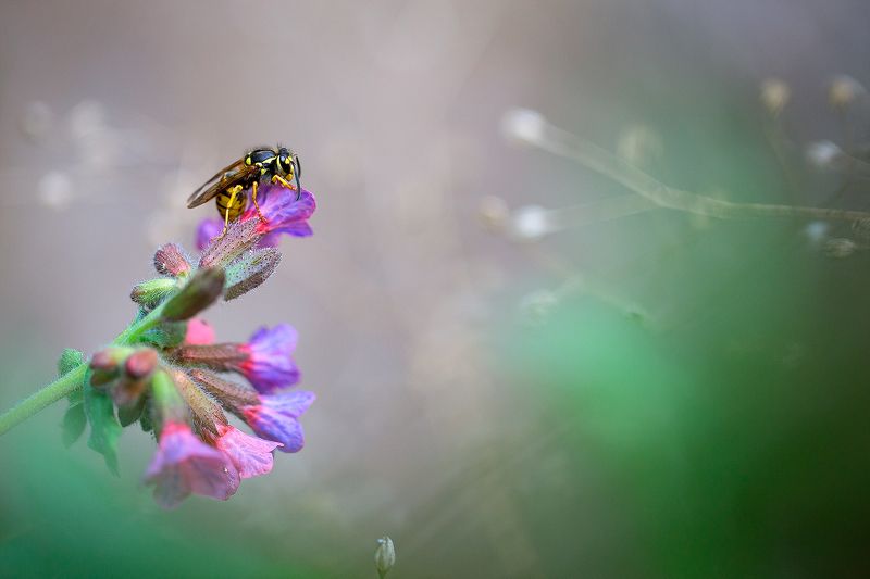 insects,wasp,macro,beautiful,insect,wild,wildlife,nature,faerie,close up, Waspphoto preview