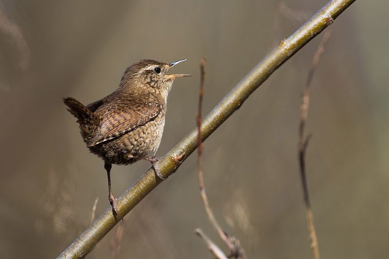 Eurasian wrenphoto preview