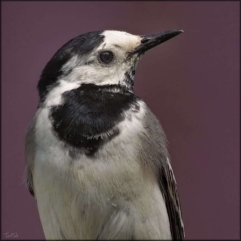 белая трясогузка, motacilla alba, трясогузка, птицы, природа, животные, птицы россии, московская область, москва Трясогузка фото превью