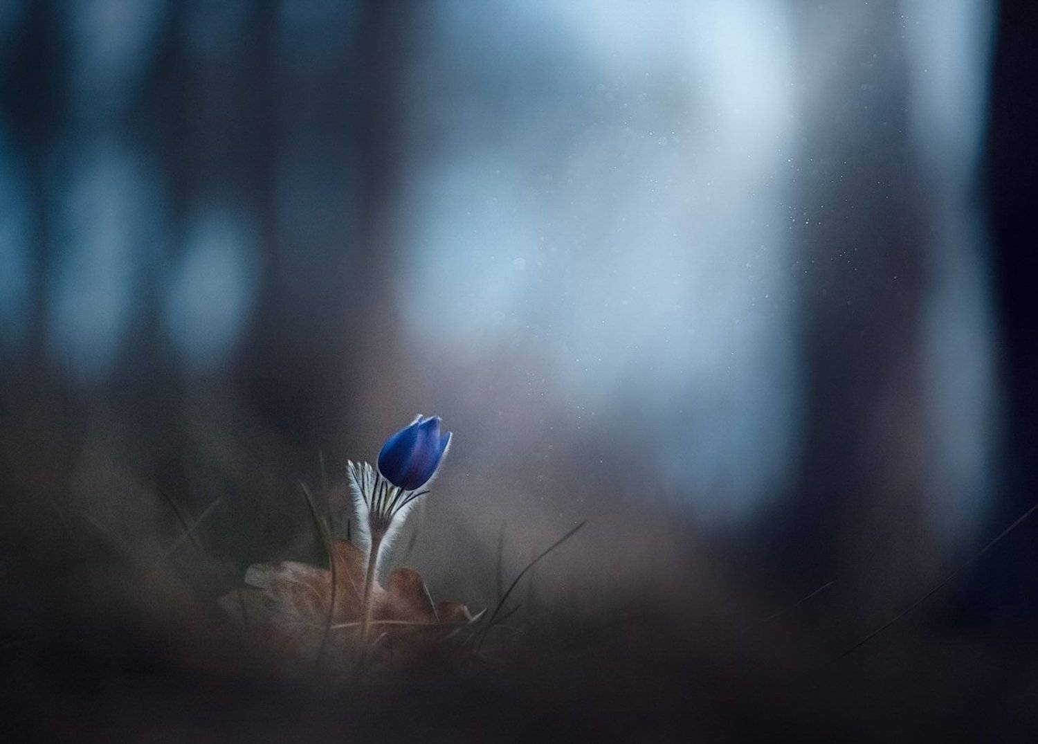 украина, коростышев, весна, лес, красота, макро, макро мир, природа, макро-красота, сон трава, прострел,, Александр Чорный