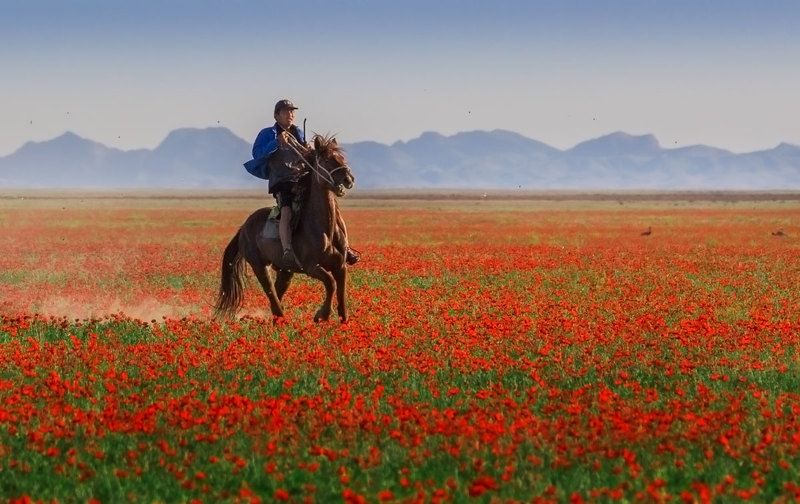 киргизия, маковые поля Из под топота копытphoto preview