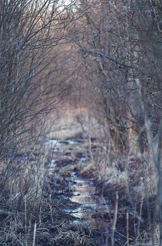 Еще рано любоваться красотами наших болот....photo preview