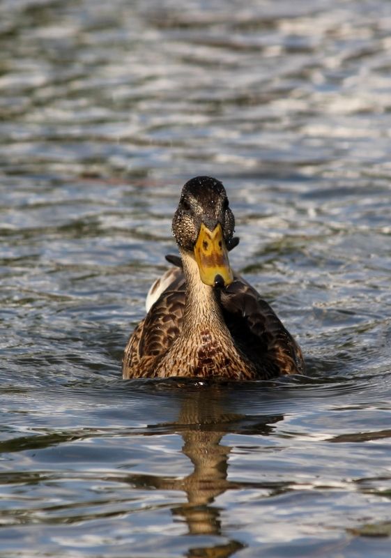 утка, вода, природа Летучий корабльphoto preview