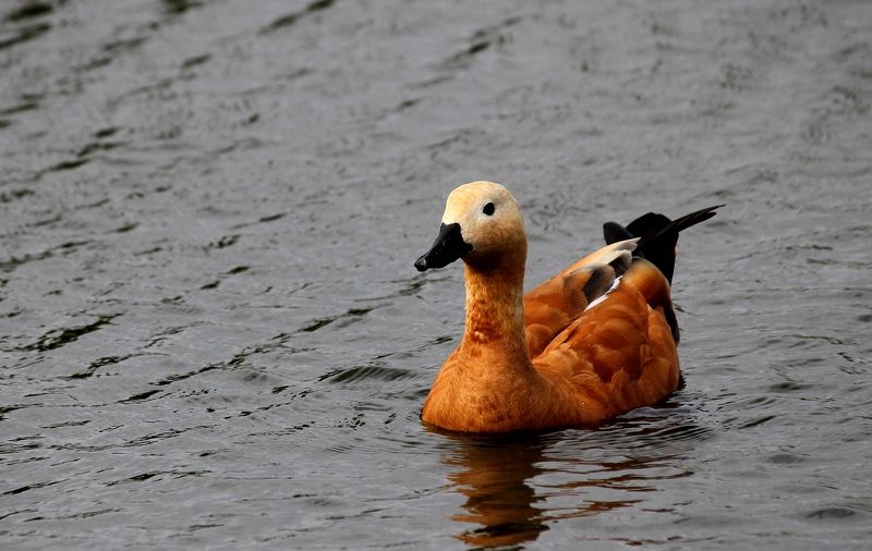 огарь, красный гусь, птица Немного солнца в холодной водеphoto preview