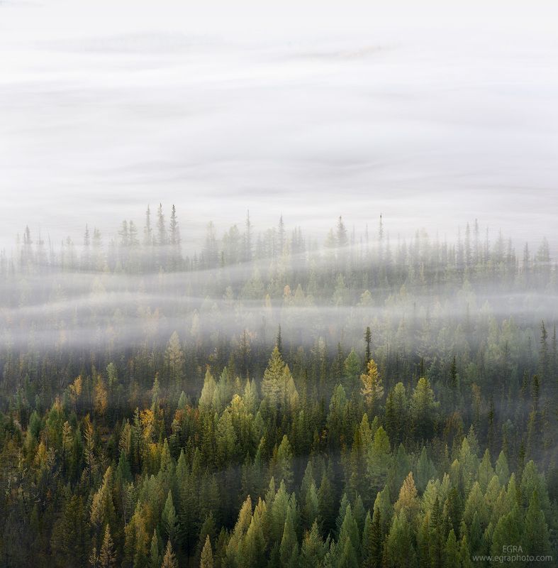 сибирь, алтай, курай, altai, altay, siberia Слоёный Курай фото превью