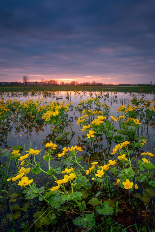marigolds flowers sunset sky clouds colors mood poland podlasie River Narew Marigolds...photo preview