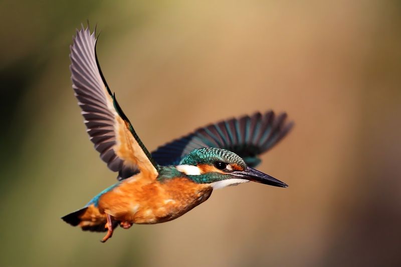 wilidfe, birds in flight, kingfisher, alcedo Kingfisherphoto preview