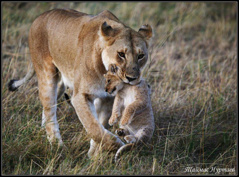 жизнь ЖИЗНЬ ВЕЛИКОЙ АФРИКАНСКОЙ САВАННЫphoto preview