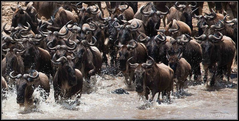 свету С КАМЕРОЙ  ПО СВЕТУphoto preview