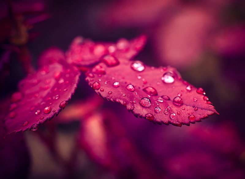 Дождевые каплиphoto preview