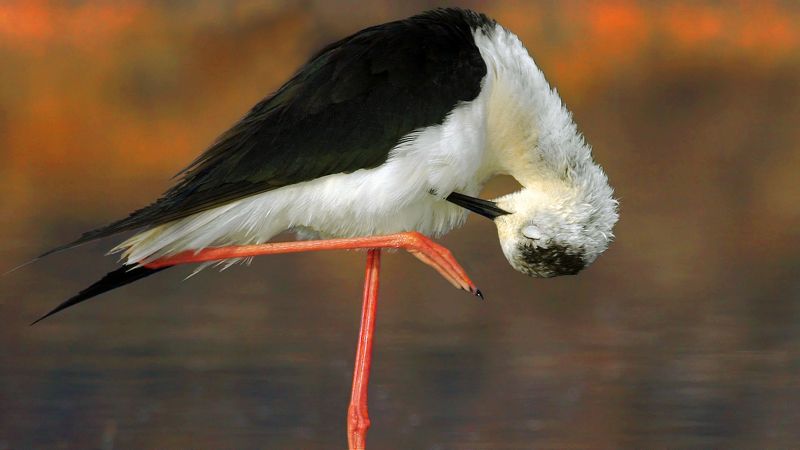 Ходулочникphoto preview