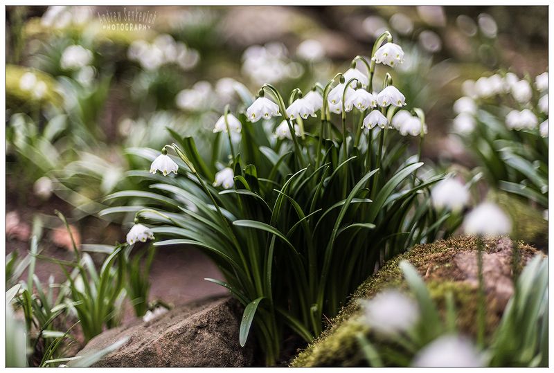 подснежники Просто подснежники к празднику!photo preview