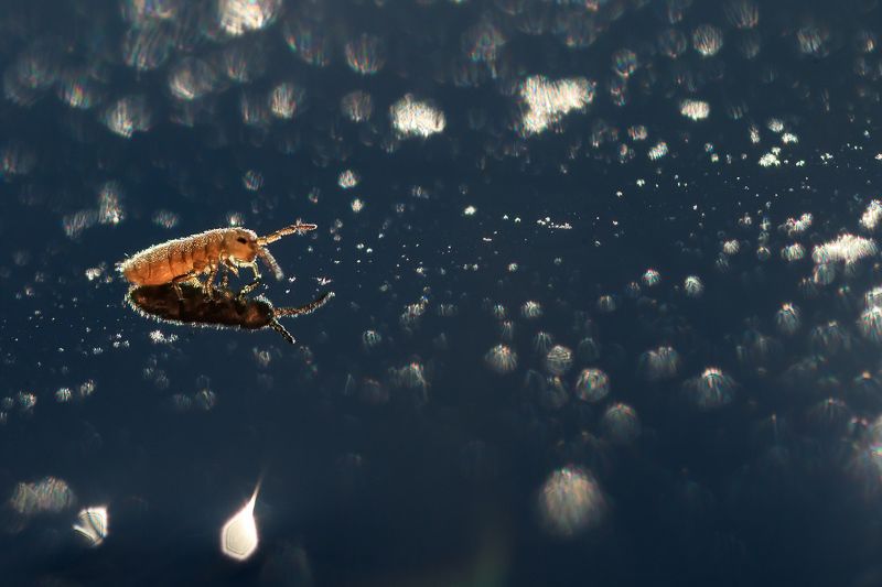 Звездная пыльphoto preview