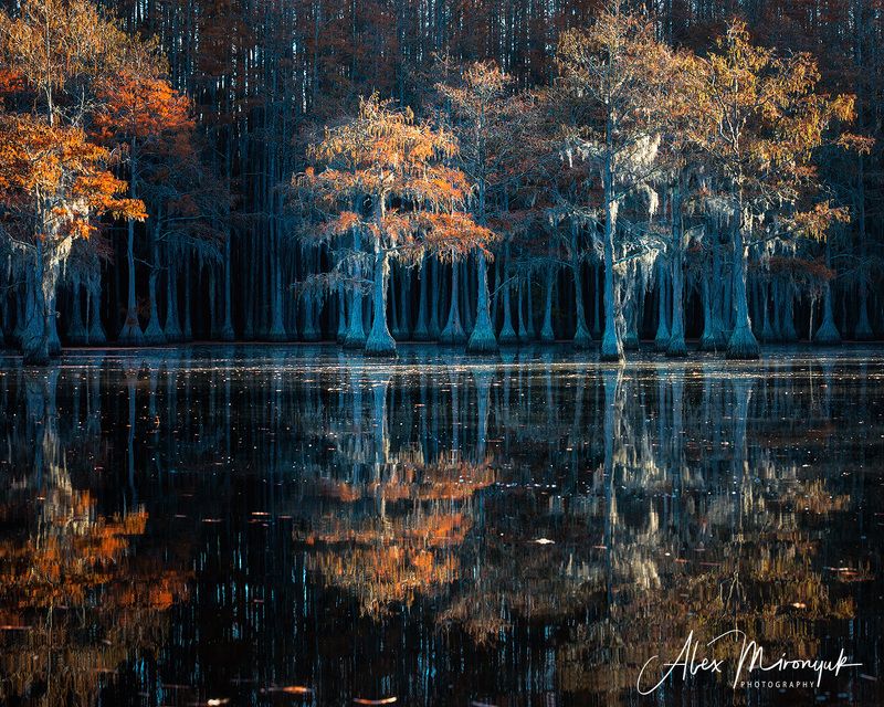 болото, кипарис, сша, джорджия, осень, фототур, отражение Кипарисовые болота Джорджииphoto preview