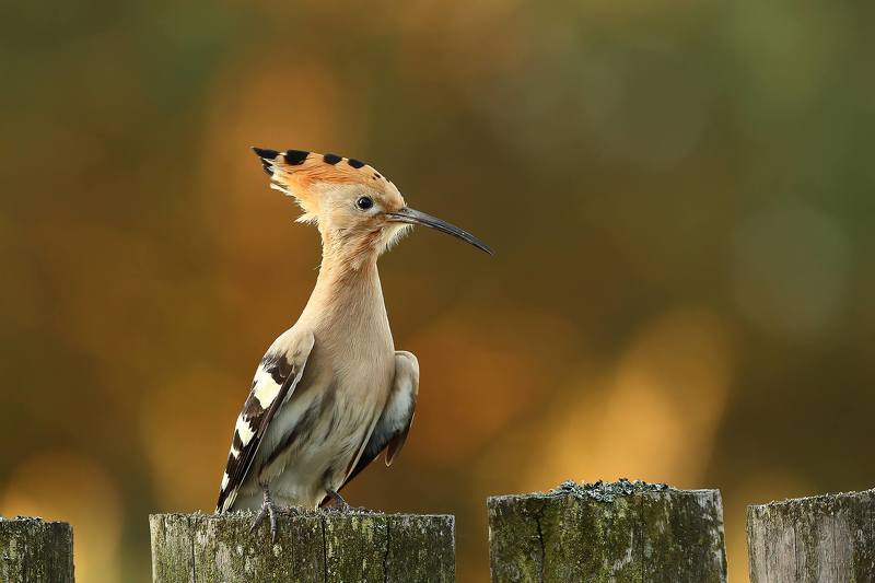 Hoopoe фото превью