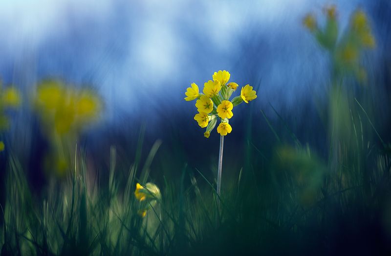 flowers,primula veris,nature,macro,fairy,flower,wild,close up,beautiful, Primula verisphoto preview