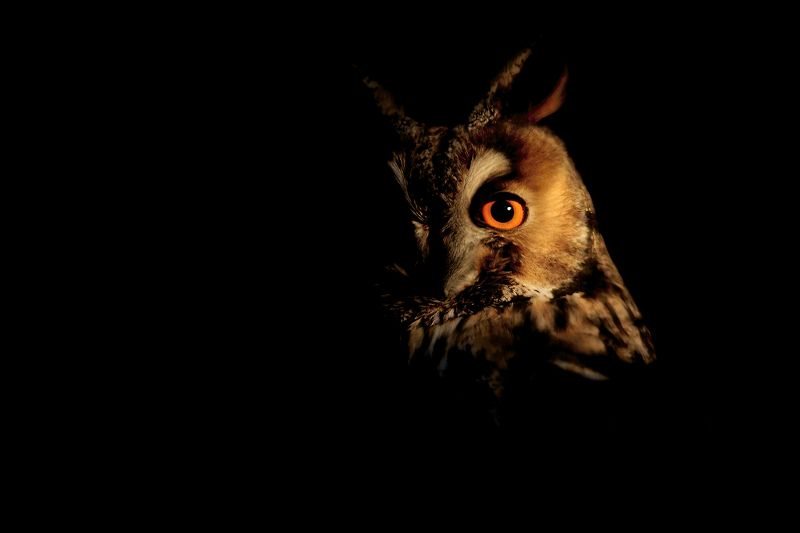 owl, birds, wildlife Long-eared owlphoto preview