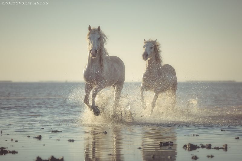 фототур в Камарг, фототур во Францию, фототур, фотопутешествие, лошади, кони, Камарг, Камаргские жеребцыphoto preview