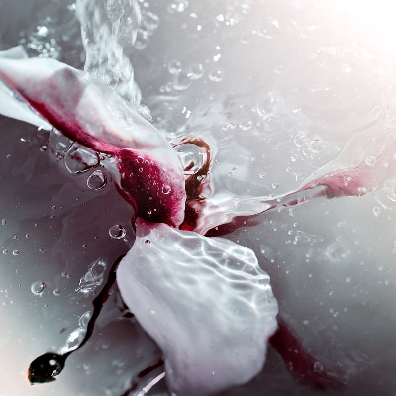 ...magnoliaphoto preview