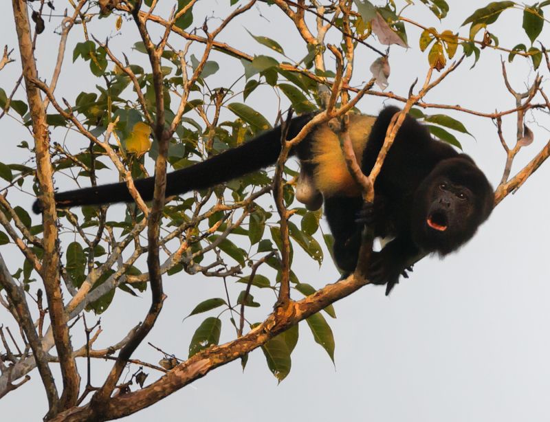howler monkey Stay Awayphoto preview