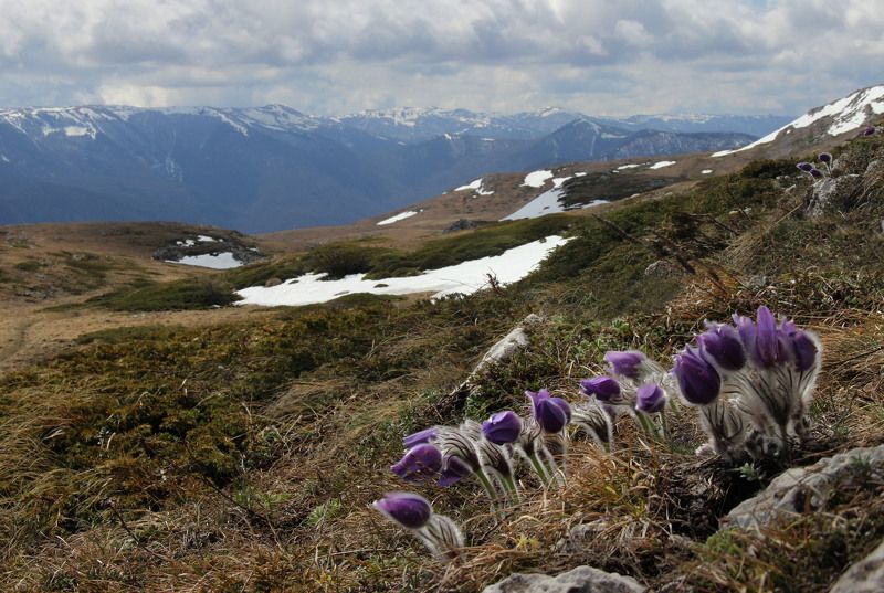 Весна, сон-трава На Чатыр-Дагеphoto preview