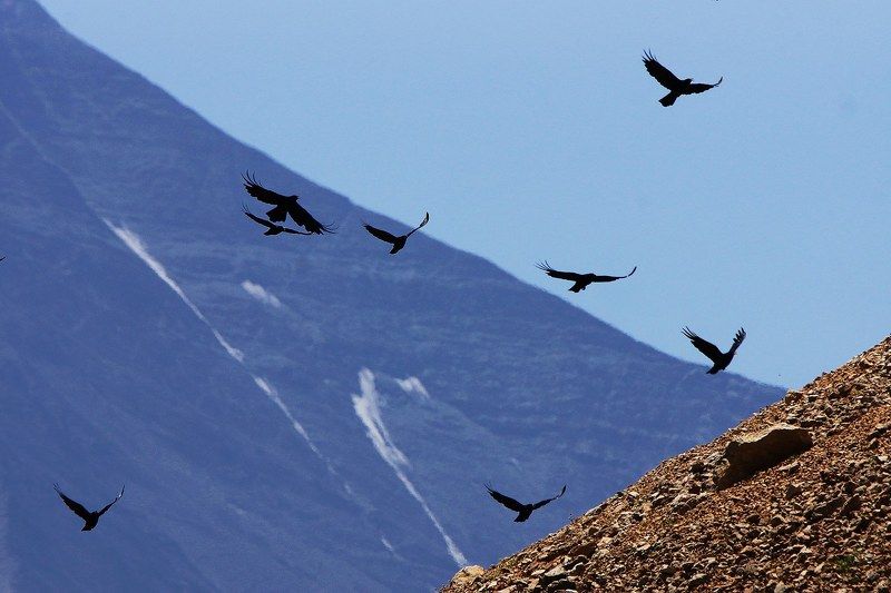 Альпийские галкиphoto preview