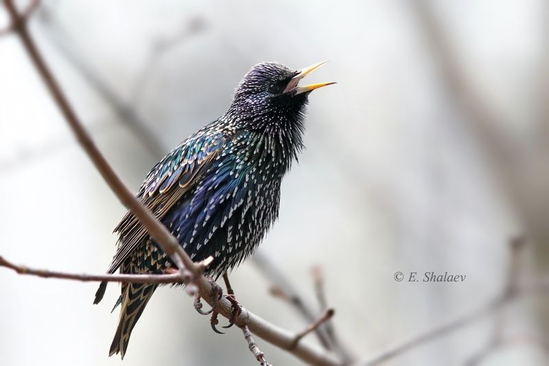 birds,european starling,sturnus vulgaris,обыкновенный скворец,птица,птицы,скворец,фотоохота Весна время песен.photo preview