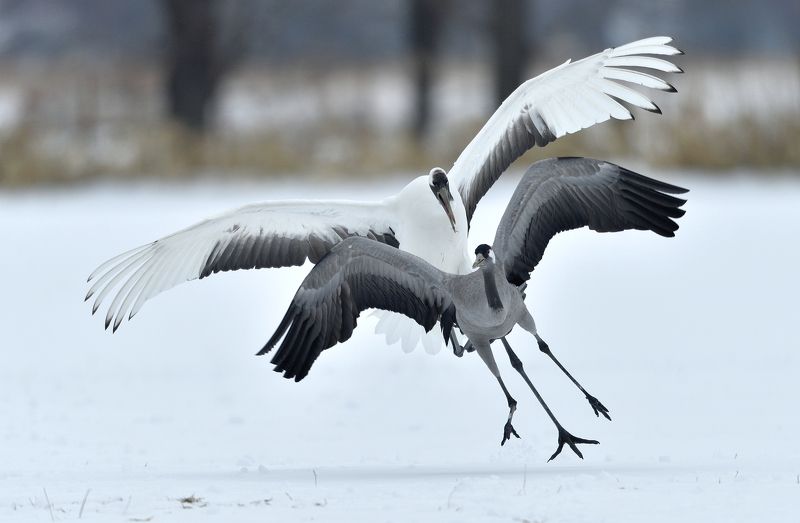 japanese vs eurasian, japanese crane, eurasian crane, nature, wild, bird, animal, crane, grus, red-crowned Japanese vs eurasianphoto preview