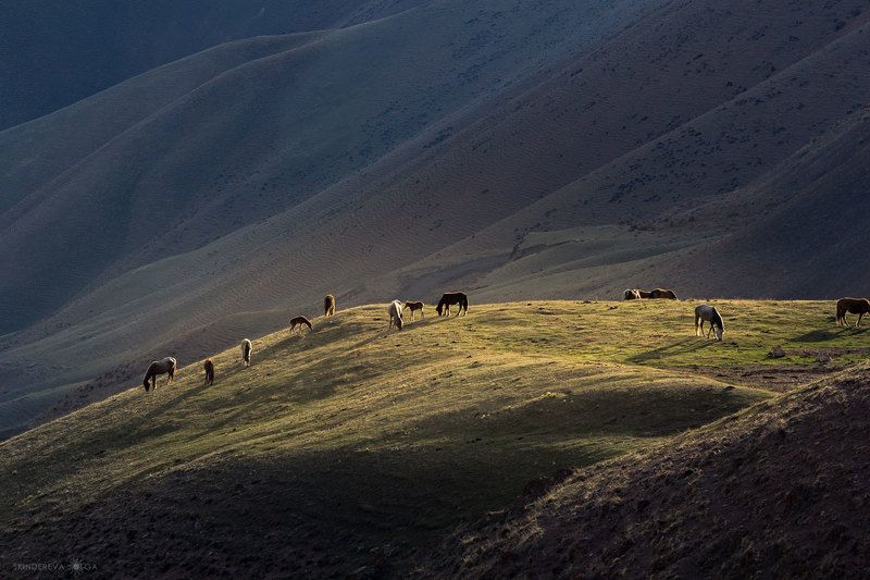 Ходят кониphoto preview