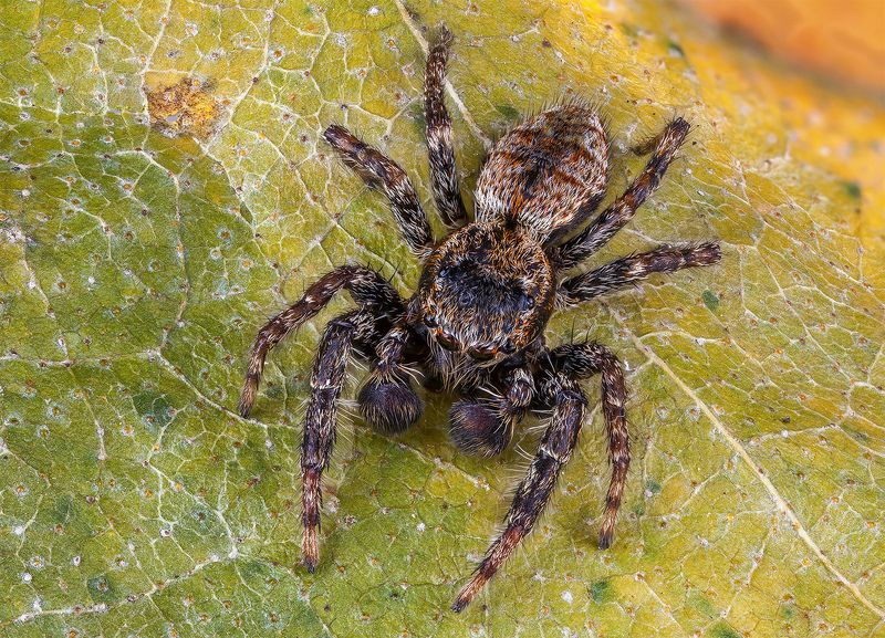 Rozciągnik mchuś (Marpissa muscosa)photo preview