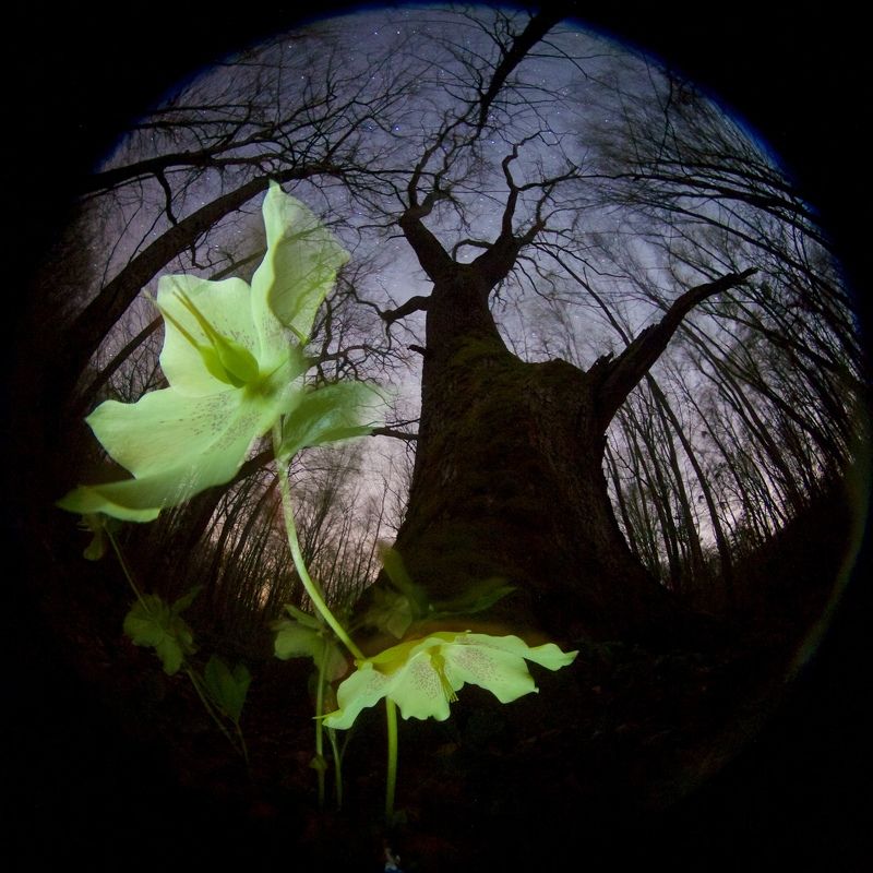 весна, ночь, кавказ, цветок, звезды, лес Там, где цветы до небесphoto preview