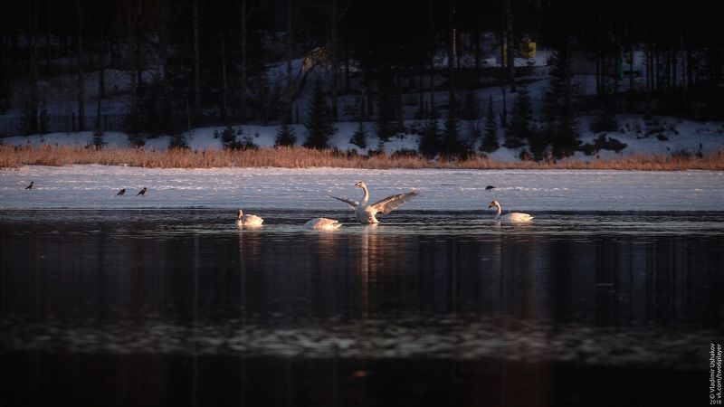 весна, пруд, лебеди, вечер, березники, пермский край Лебеди на пруду фото превью
