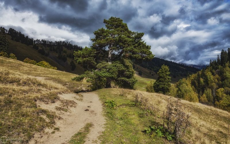 Патриарх фото превью