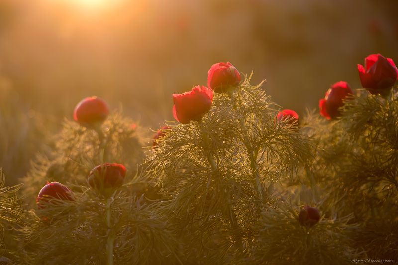 Закат... Пионы... Девушка...photo preview