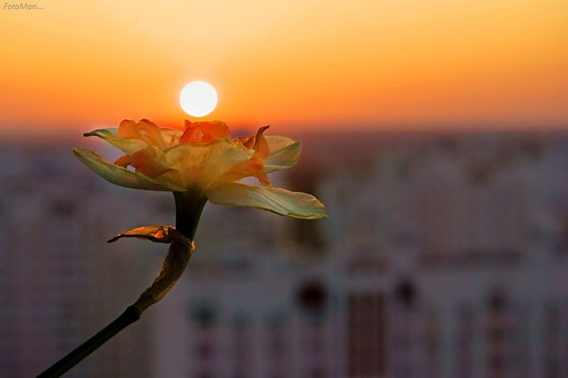 макро,весна,взгляд,нарцисс Нарцисс.photo preview