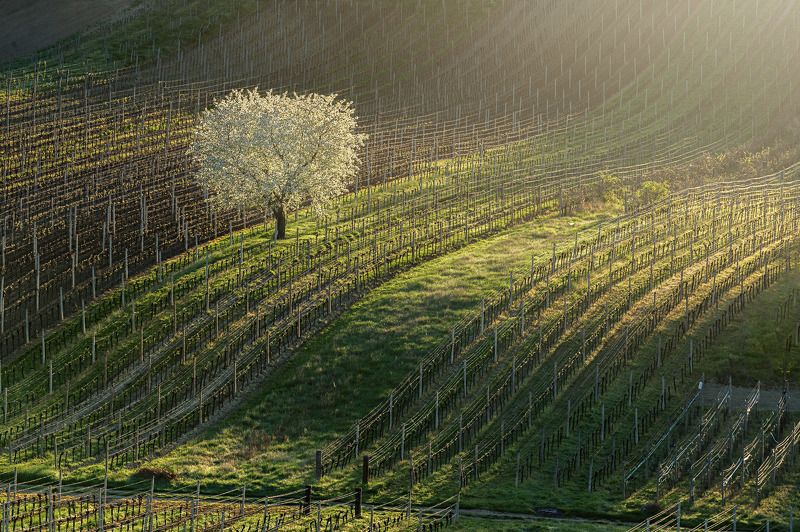 south, moravia, vineyard, czech, tree, flower King of vineyardsphoto preview