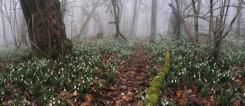 Лесная тропаphoto preview