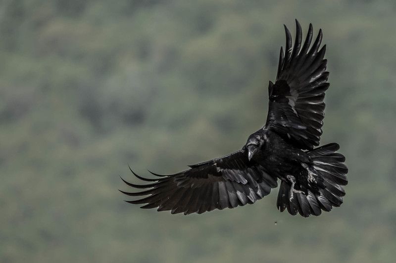 #mountain #wildlife #fly #bird #raven #actoin #portrait #adventure #animal #places #nature черный воронphoto preview