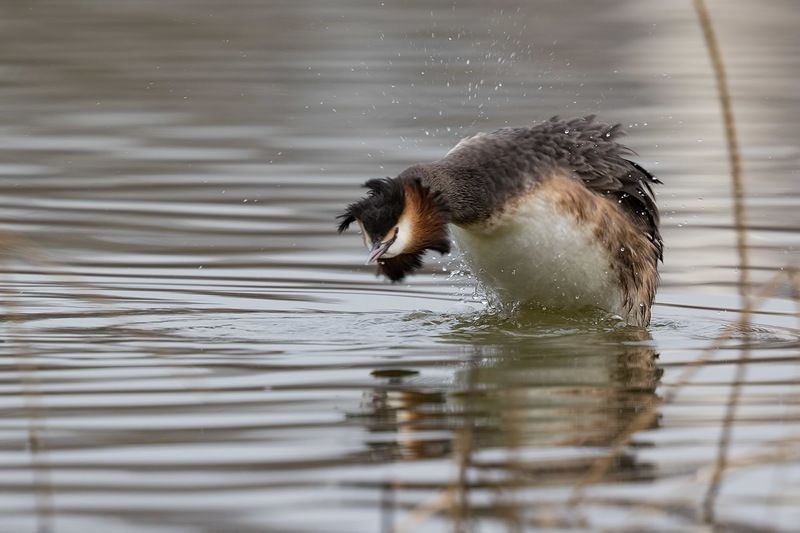 Чомги. Страсти-мордастиphoto preview