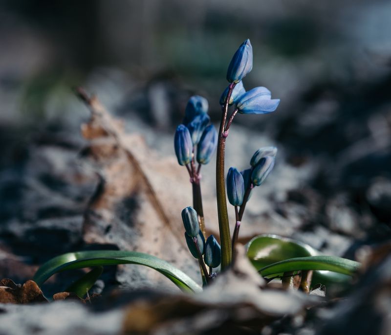 Весна, Подлесок, Цветы, Голубой, Синий, Лист, Утро, Лес, Подснежник, Пролеска, Макро, Земля, Ростки Cиньphoto preview